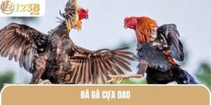 Đá Gà Cựa Dao - Trải Nghiệm Đỉnh Cao Tại Nhà Cái 123B 6 da ga cua dao thumb