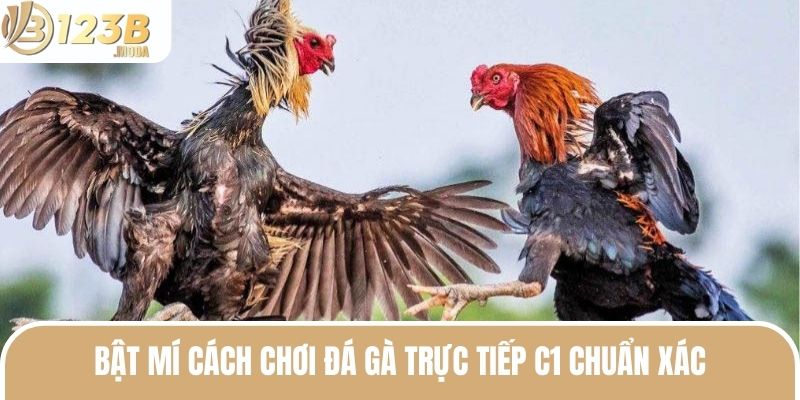 Đá Gà Trực Tiếp C1 - Cá Cược Hấp Dẫn Nhận Ngay Bạc Tỷ 2025 3 Cách chơi đá gà C1 trực tiếp đơn giản, dễ hiểu và độc đáo