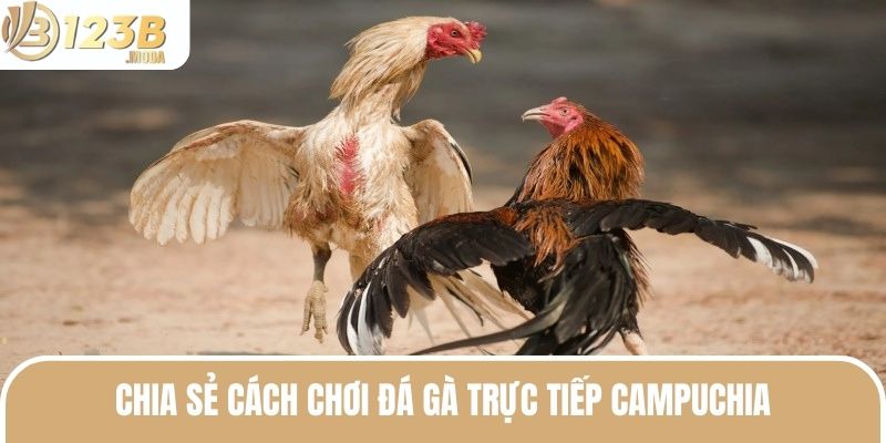 Đá Gà Trực Tiếp Campuchia - Hình Thức Giải Trí Hàng Đầu 2025 3 Cách chơi đá gà trực tiếp Campuchia đơn giản và dễ dàng tiếp cận