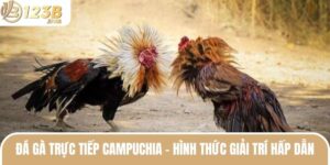 Đá Gà Trực Tiếp Campuchia - Hình Thức Giải Trí Hàng Đầu 2025 3 da ga truc tiep campuchia thumb