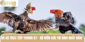 Đá Gà Trực Tiếp Thomo 67 - Bộ Môn Giải Trí Đỉnh Nhất Năm  1 da ga truc tiep thomo 67 anh dai dien