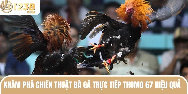 Đá Gà Trực Tiếp Thomo 67 - Bộ Môn Giải Trí Đỉnh Nhất Năm 3 Khám phá chiến thuật đá gà trực tiếp Thomo 67 hiệu quả