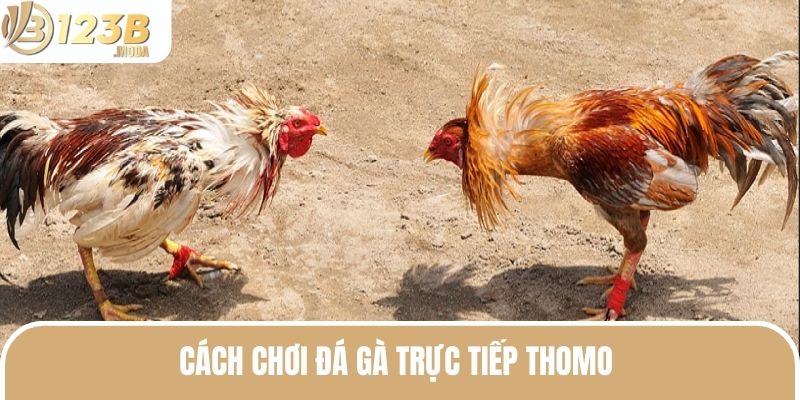 Đá Gà Trực Tiếp Thomo - Hình Thức Cá Cược Siêu Hấp Dẫn 2025 3 Đá gà trực tiếp Thomo sở hữu cách chơi đơn giản và dễ dàng tham gia