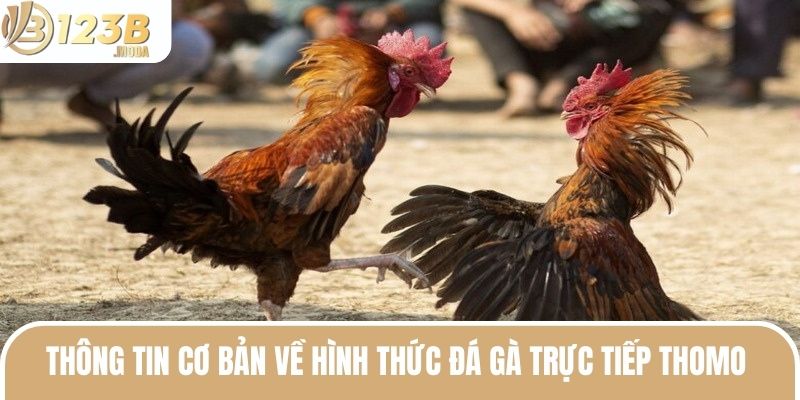 Đá Gà Trực Tiếp Thomo - Hình Thức Cá Cược Siêu Hấp Dẫn 2025 2 Đá gà Thomo trực tiếp và những thông tin nhất định phải biết