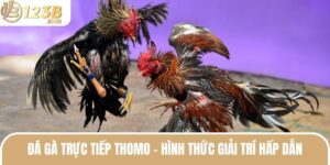 Đá Gà Trực Tiếp Thomo - Hình Thức Cá Cược Siêu Hấp Dẫn 2025 5 da ga truc tiep thomo thumb