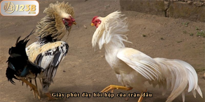 Đá Gà Đổi Đời Của Chị Quỳnh - Thắng 55 Triệu Tại 123B 3 Giây phút đầy hồi hộp của trận đấu