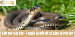 Nằm Mơ Thấy Rắn - Ý Nghĩa Và Giải Mã Số Đánh Đề Phù Hợp 4 nam mo thay ran