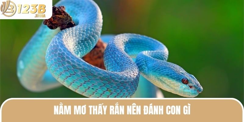 Nằm Mơ Thấy Rắn - Ý Nghĩa Và Giải Mã Số Đánh Đề Phù Hợp 3 Nằm mơ thấy rắn hội viên nên đánh con