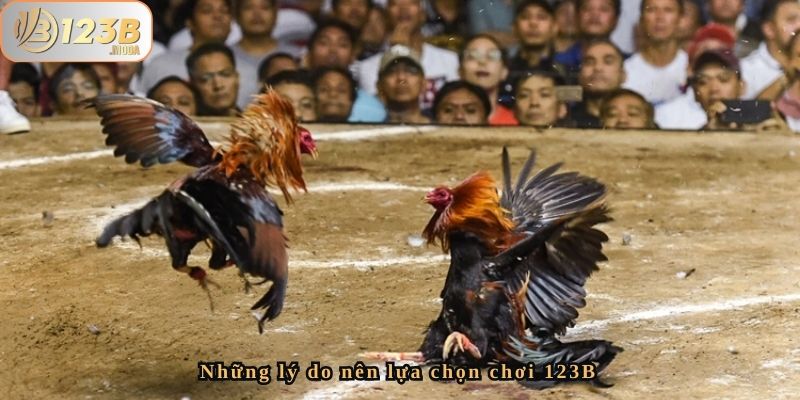 Đá Gà Đổi Đời Của Chị Quỳnh - Thắng 55 Triệu Tại 123B 4 Những lý do nên lựa chọn chơi 123B
