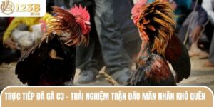 Trực Tiếp Đá Gà C3 - Trải Nghiệm Trận Đấu Mãn Nhãn Khó Quên  2 truc tiep da ga c3 anh dai dien