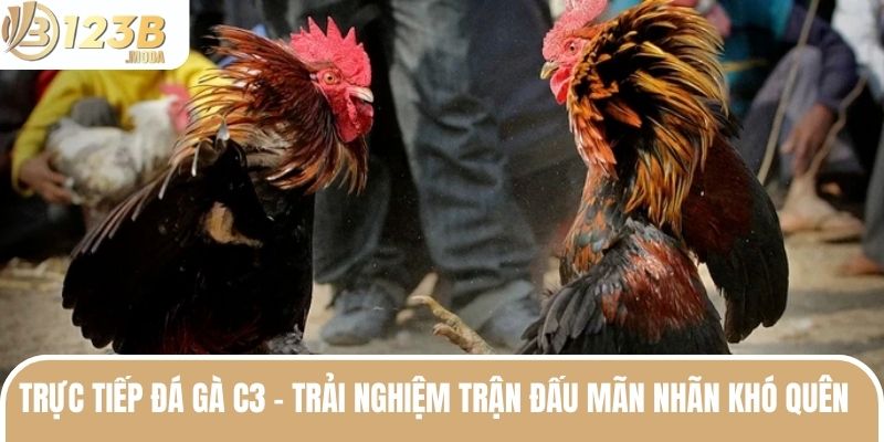 Trực Tiếp Đá Gà C3 - Trải Nghiệm Trận Đấu Mãn Nhãn Khó Quên  1 truc tiep da ga c3 anh dai dien