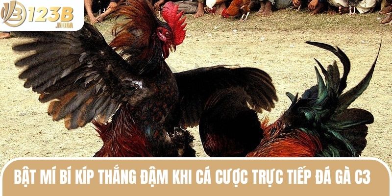Trực Tiếp Đá Gà C3 - Trải Nghiệm Trận Đấu Mãn Nhãn Khó Quên 3 Bật mí bí kíp thắng đậm khi cá cược trực tiếp đá gà C3